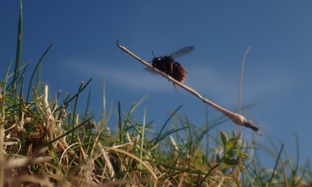 A female mason bee carries a dried grass stalk back to her snail-shell nest in Wild Isles.