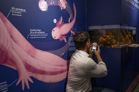 A man takes pictures of an axolotl in a tank at AquaRio in Rio de Janeiro, Brazil. Eight of 22 specimens seized in a wildlife trafficking operation are now on public display as part of a conservation programme.