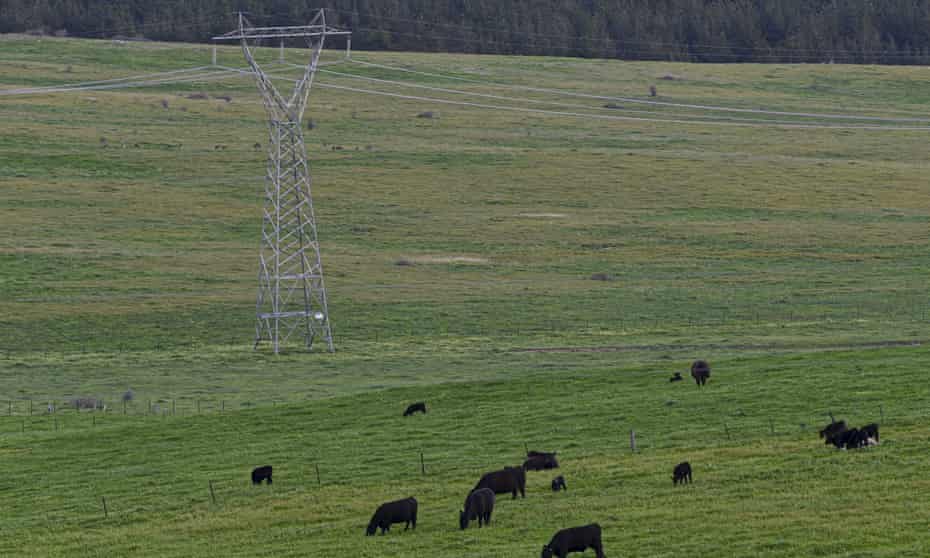 Cows in a field near power lines near Canberra.
