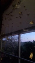 Endangered bogong moths swarm home in NSW – video