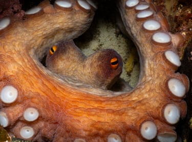 Close-up of octopus eyes peering from behind a coiled arm