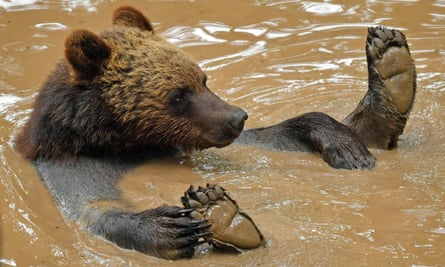 A European brown bear plays in a pool at Bristol Zoo’s Wild Place project, 2020.
