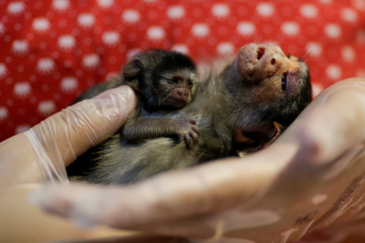 Xita, un tití de Rondon, fue rescatada después de dar a luz en Porto Velho, Brasil, en agosto. Los veterinarios de la clínica creen que la madre y el bebé fueron atropellados por un automóvil cuando huían de los incendios. La condición de Xita está mejorando lentamente, pero su bebé no lo logró.