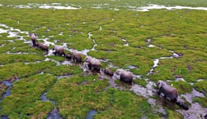 An aerial view of elephants living in Amboseli National Park in Kajiado, Kenya. Elephant births have increased in the last few months in Kajiado.