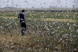 Swarms of locusts are seen over agricultural fields in Jijiga, Ethiopia.