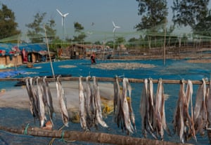 Fish are hung out to dry across bamboo poles in teh foreground, while in the background three wind turbines can be seen