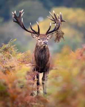 A red deer stag (Cervus elaphus) standing among the bracken wearing a small leafy crown, during the autumn rut in Richmond Park, England