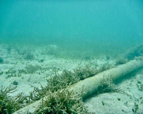 An undersea cable on the sea floor