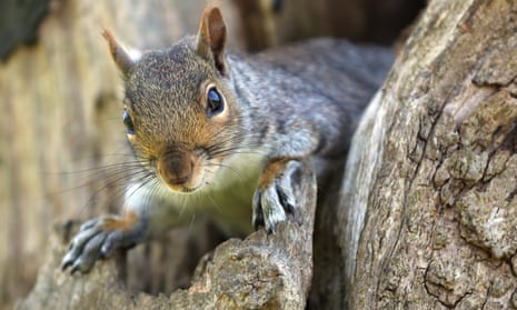 CyberSquirrel1 has verified 623 power outages which can be attributed to squirrels