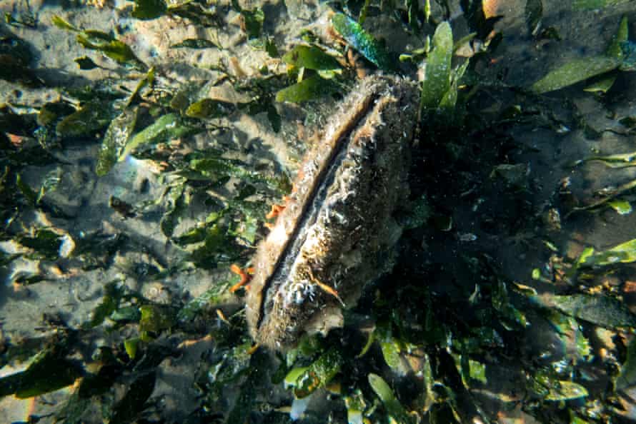 Músculo de abanico encontrado en el Delta del Ebro de España. 