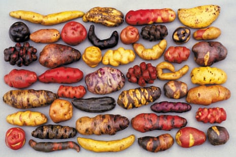 A selection of the thousands of native potato varieties that grow in Peru.