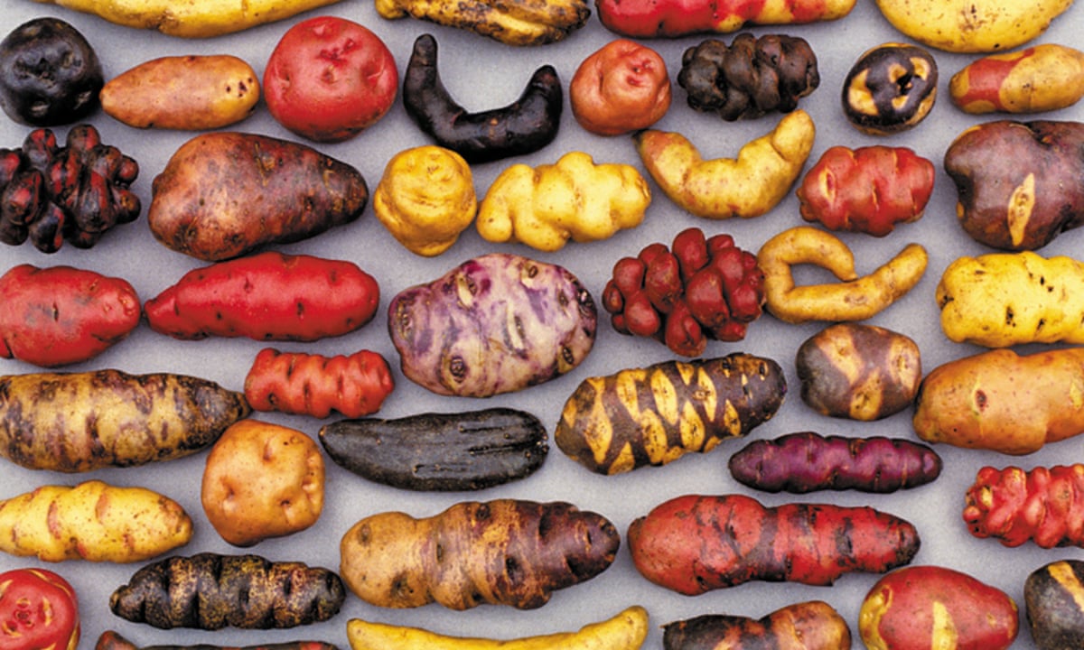 How Peru S Potato Museum Could Stave Off World Food Crisis Climate Change The Guardian