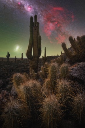 Cacti sit underneath a green and red sky