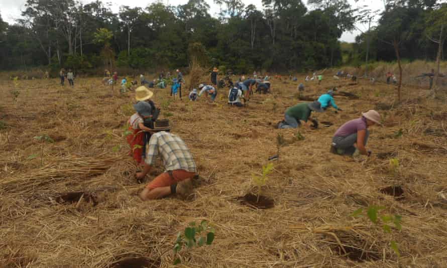 In March a group of volunteers gathered to plant seedlings of mabi rainforest species at Wongabel, in north Queensland
