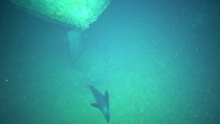 A fur seal swims past the rudder and propeller on MV Blythe Star.