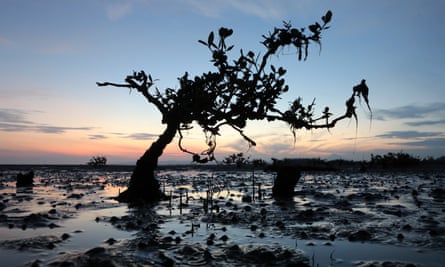 A ravaged mangrove tree silhouetted against a dusk skyline in the Ujong Pancu area, Banda Aceh, Indonesia.