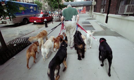 man walks eight dogs in new york