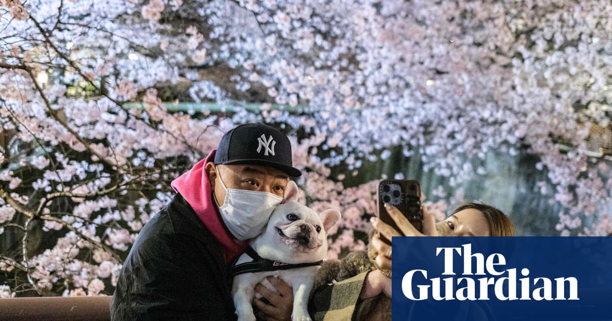 'We have waited so long': a cautious Tokyo celebrates cherry blossoms in shadow of Covid