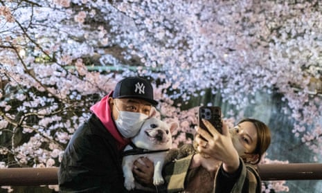 People take pictures with their dogs in front of cherry blossoms along the Meguro River in Tokyo 
