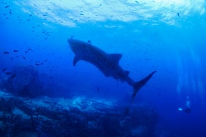 'The Galapagos Marine Reserve is a place of very great productivity, high biomass but also biodiversity.'