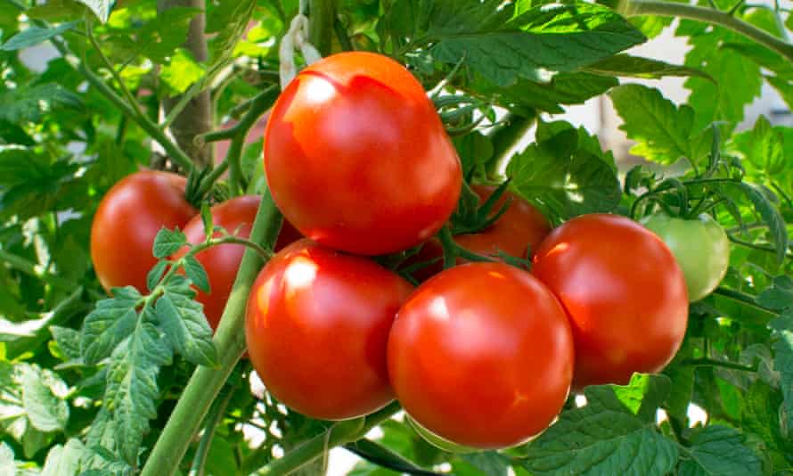 Tomatoes – ‘dangerous stuff’.