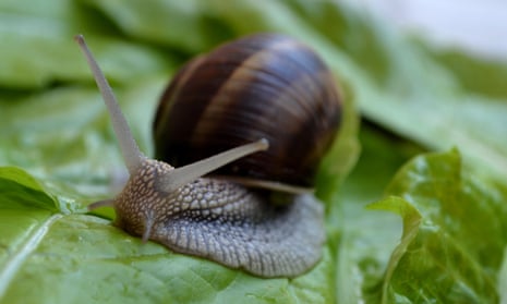 The Helix pomatia snail.