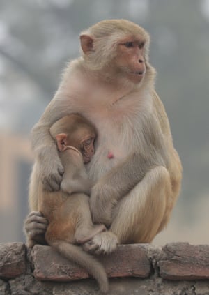 Uma macaca abraça e amamenta seu bebê em uma manhã nevoenta de inverno em Ayodhya, Uttar Pradesh, Índia