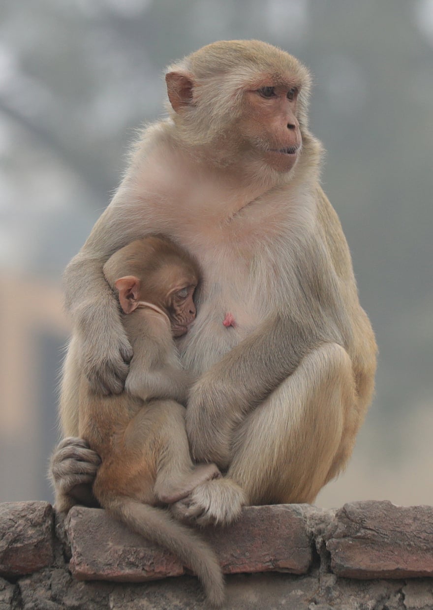 Macaque and baby