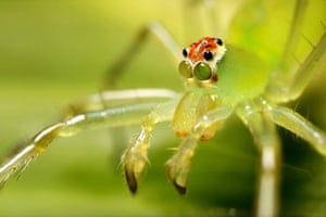 A green jumping spider (Lyssomanes viridis), in a forested area of Cerro de la Muerte, in San Jose, Costa Rica