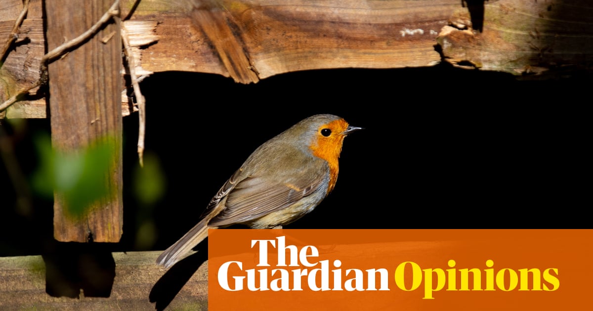 My neighbour tore down the hedge outside our window – and I learned what ‘solastalgia’ feels like | Damien Gayle