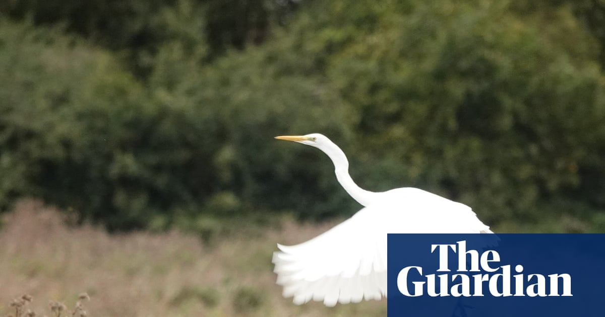 Country diary: A species brought to the edge of extinction, recovering in the fens | Mark Cocker