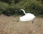 Country diary: A species brought to the edge of extinction, recovering in the fens | Mark Cocker