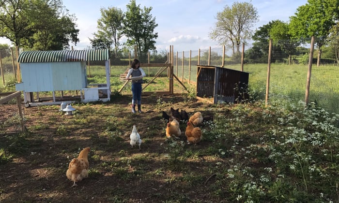 The Zen Of Hens The Rise And Rise Of Chicken Keeping Food The