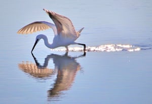 Little Egret atravessa águas rasas no Parque Nacional South Downs, Reino Unido
