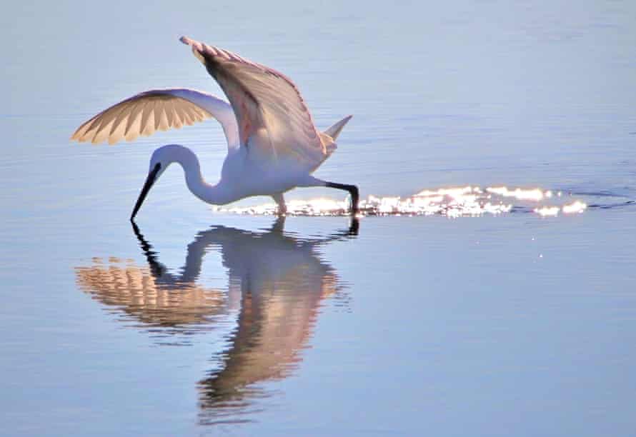 The little egret in the South Downs National Park, Sussex.