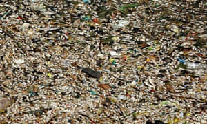 Dead fish washed up onto the banks of Ulsoor Lake in Bangalore, India, 08 March 2016.