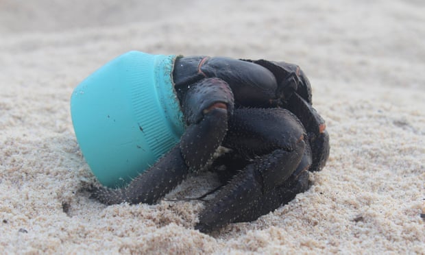 One of many hundreds of crabs that now make their homes out of plastic debris washed up on Henderson Island in the Pitcairn island group. This particular item is an Avon cosmetics jar.