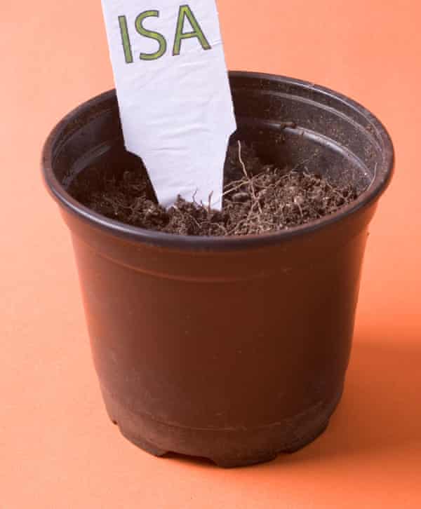 Isa label in plant pot with small shoots leaves