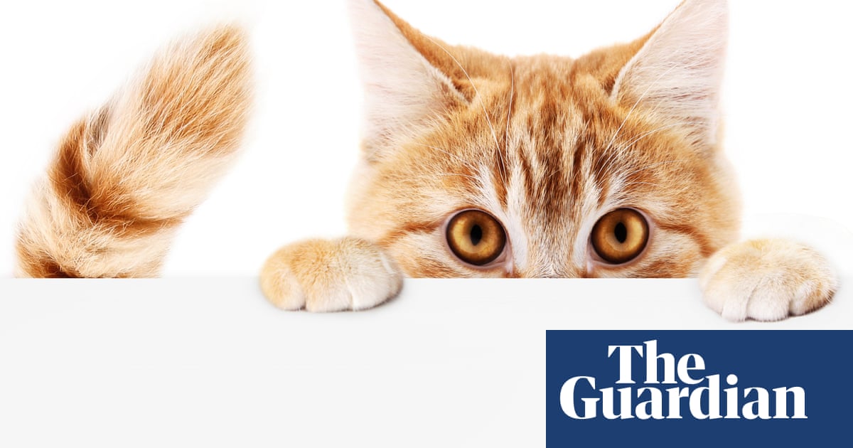 Which Composer Was Accused Of Being A Cat Killer The Weekend Quiz