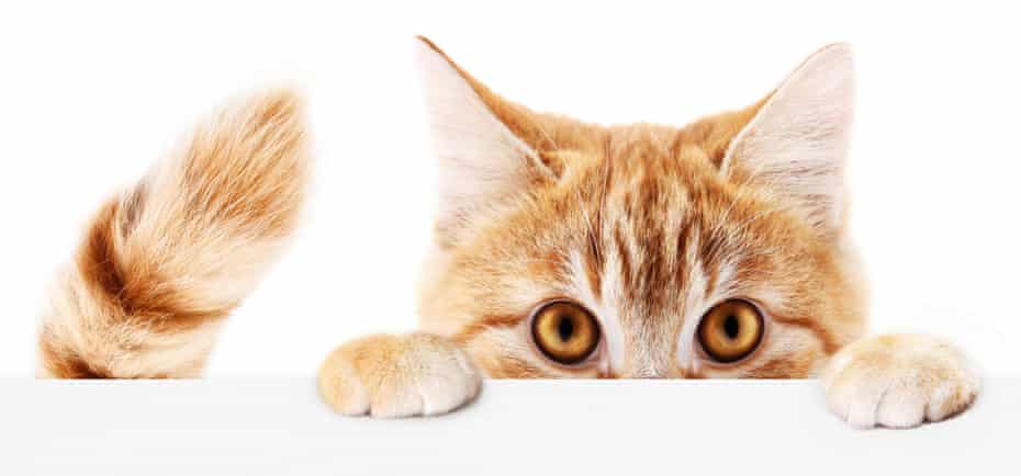 Image result for cat weekend images