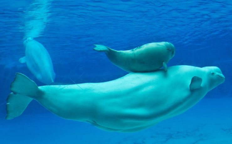 Outrage against Canada’s Marineland theme park after fifth beluga dies Outrage against Canada’s Marineland theme park after fifth beluga dies
