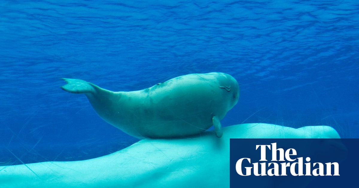 It's heartbreaking': how 30 captive beluga whales have become pawns in row over animal cruelty