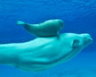 30 balene beluga in cattività: la disputa tra governo canadese, Marineland e attivisti per i diritti degli animali