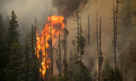 Treetops burn during the Wolverine Fire near Holden, Washington, in this US Forest Service photo taken 15 August 2015.
