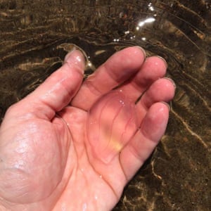 Beroe cucumis in palm of hand