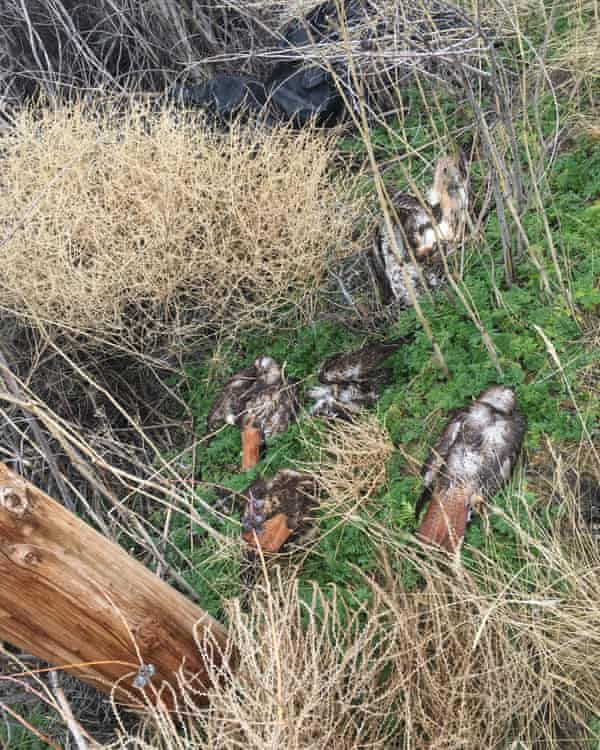 dead birds at bottom of roost