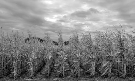 Un-harvested corn stands south of Council Bluffs, Iowa