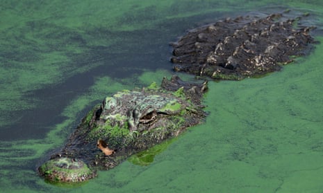 An alligator swims through blue-green algae in Lake Okeechobee, Florida.