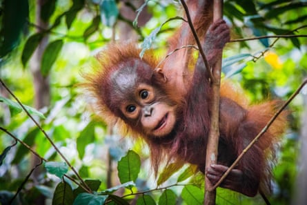 A baby orangutan hangs in a tree in a tropical rainforest in Borneo.