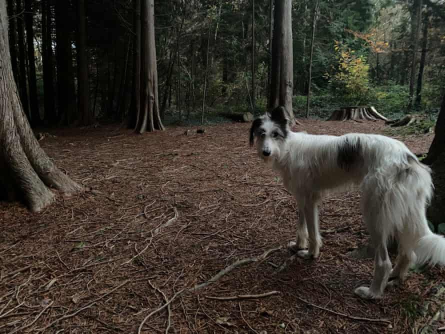 アシシュガディアリの黒と白の毛むくじゃらの犬ダルマ